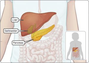 IMD_digestive_system_accessory_organs_EN_72